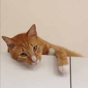 Meet your Posher, Miguel